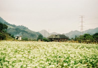 Vi vu Tây Bắc tháng 11 ngắm mùa hoa cải trắng siêu đẹp