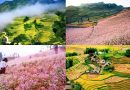 Đi tour Sapa lễ 2/9 có gì hot?