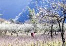 Khám phá Tà Mung Lai Châu mùa nào đẹp nhất