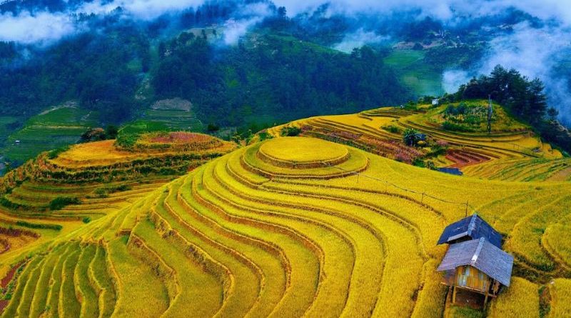 Ghé Yên Bái tháng 9 – 10 – Thời điểm “vàng” mùa lúa chín đẹp nhất